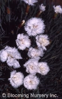 Dianthus plumarius 'Mrs. Sinkins'